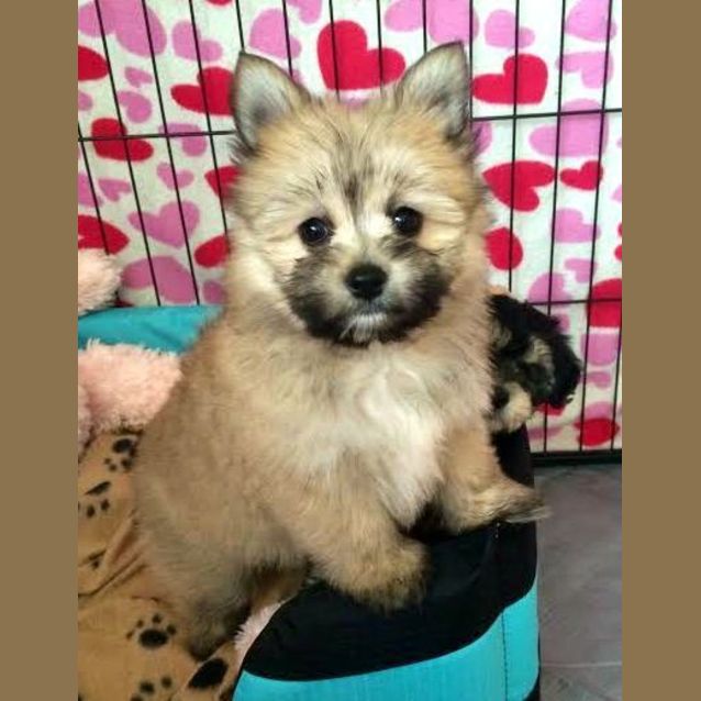 Photo of Munchkin ~ Teacup Pom X Maltese (On Trial 31/7/15)