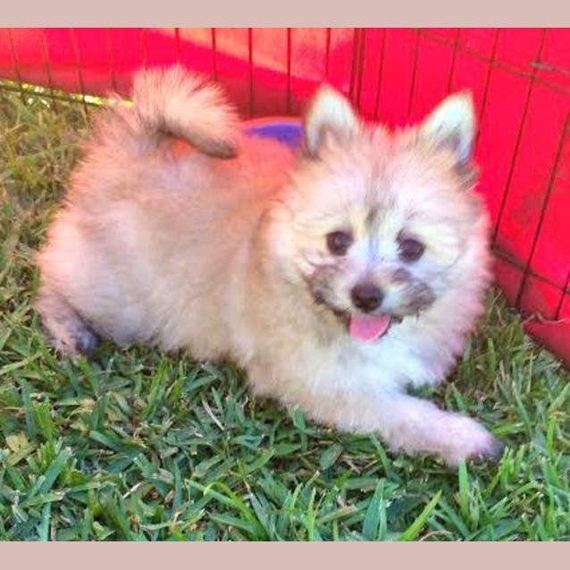 Photo of Munchkin ~ Teacup Pom X Maltese (On Trial 31/7/15)
