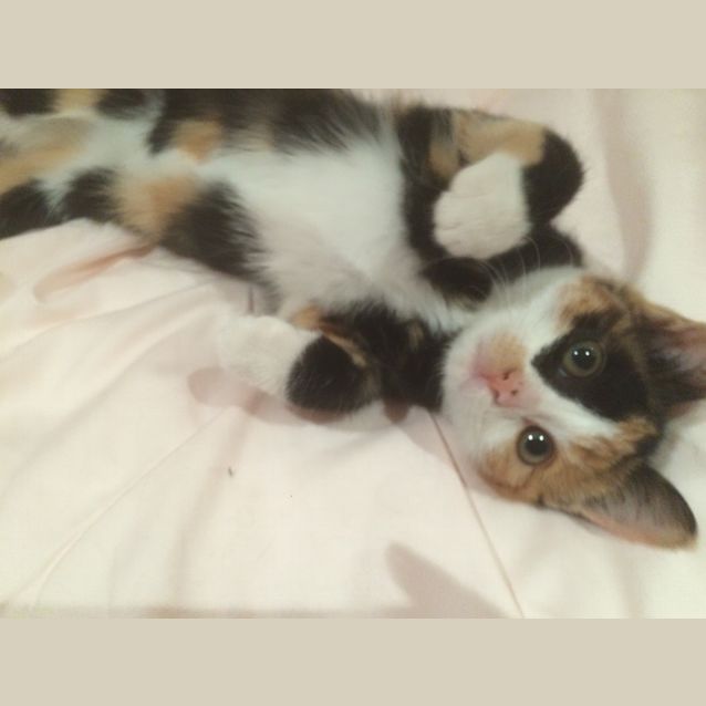 Photo of Penelope (On Trial)