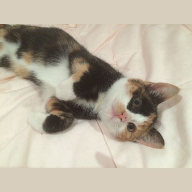 Photo of Penelope (On Trial)