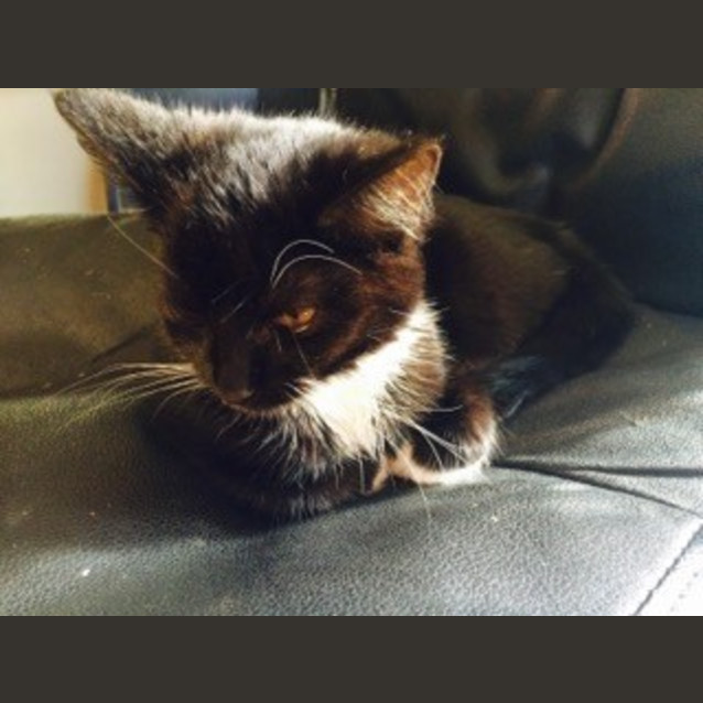 Photo of Kitty Paws Reduced To $80