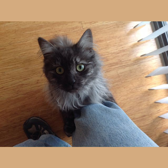 Photo of Bella Button... Ragdoll Mix