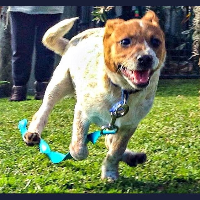 Photo of Bono ~ Australian Cattle X ~ Puppy (Trial 5/8/15)