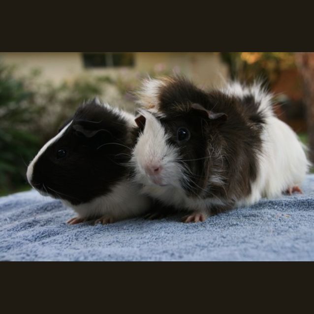 Photo of Nicholas And Muffy