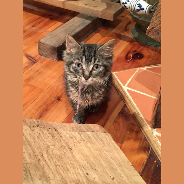 Photo of Tigga