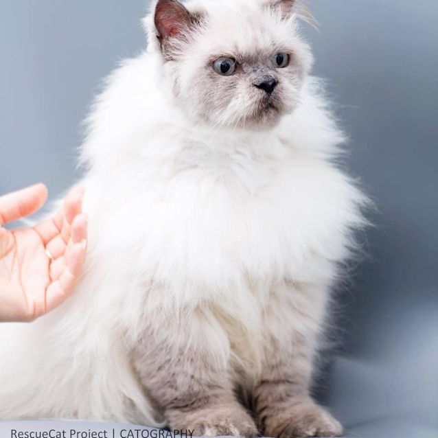 Photo of "Bah Bah"   Purrfect Match 