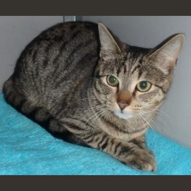 Photo of Petunia