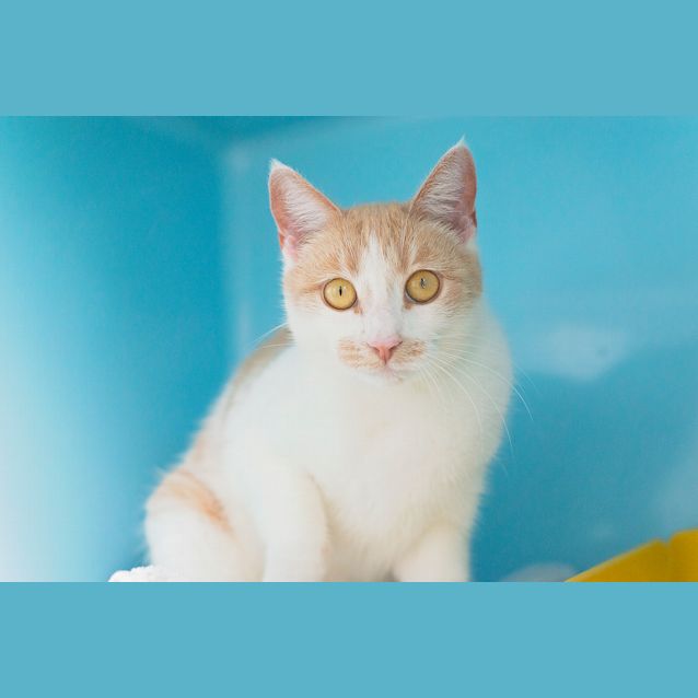 Photo of Sweetie