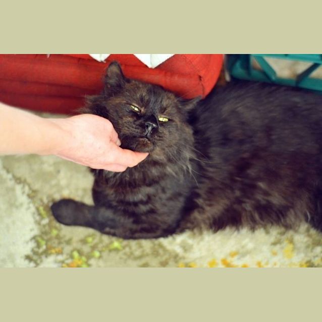 Photo of Salem The Bear Cat
