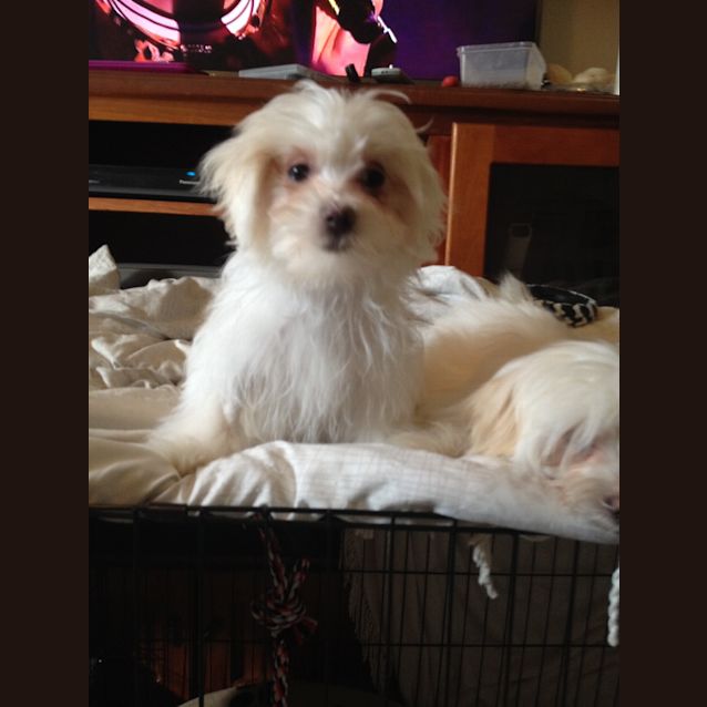 Photo of Piper