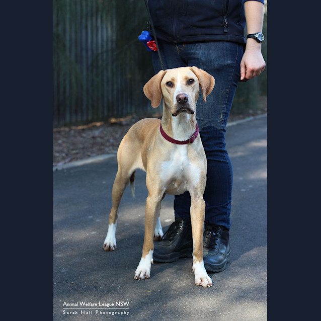 Photo of Goldie
