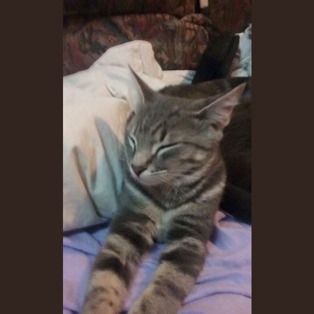 Photo of Zoe Spunky Kitten!