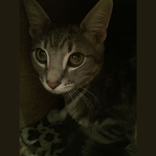 Photo of Zoe Spunky Kitten!