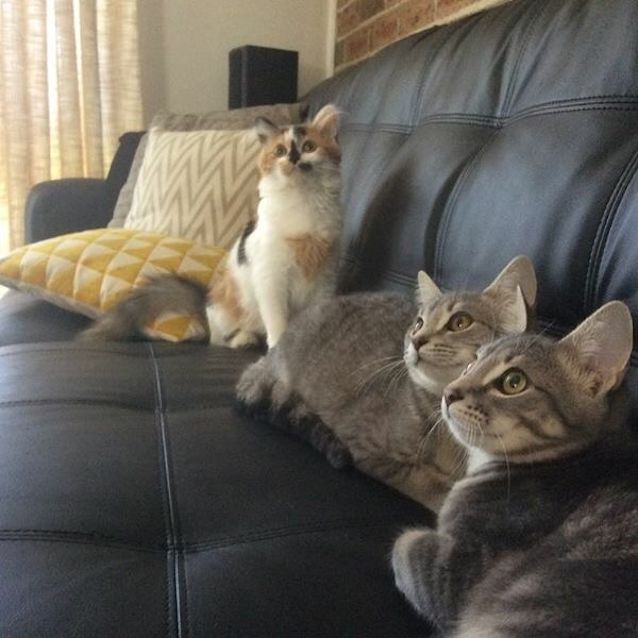 Photo of Zoe Spunky Kitten!