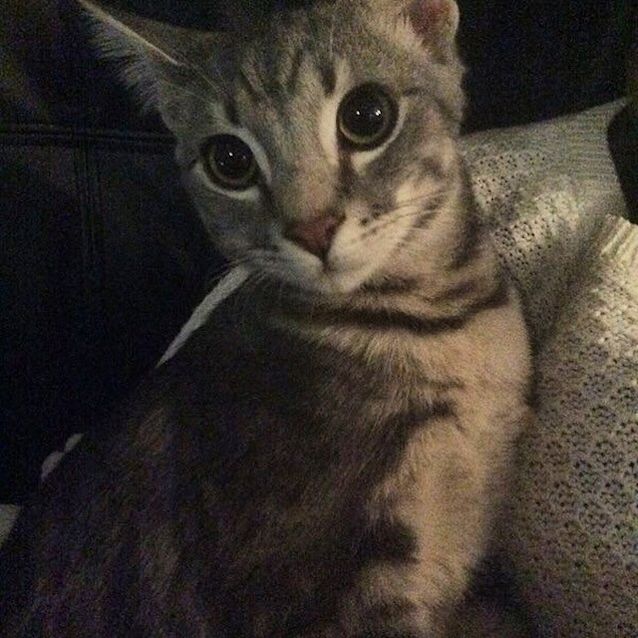 Photo of Zoe Spunky Kitten!