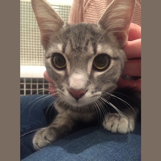 Photo of Zoe Spunky Kitten!