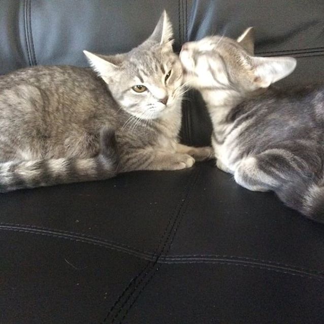 Photo of Zoe Spunky Kitten!