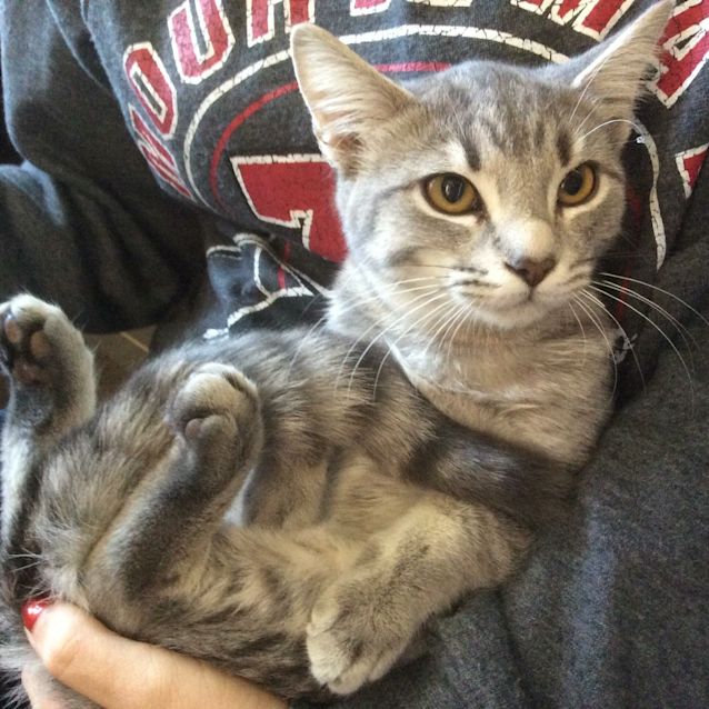 Photo of Zoe Spunky Kitten!