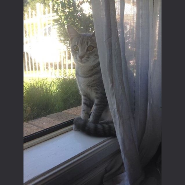 Photo of Zoe Spunky Kitten!