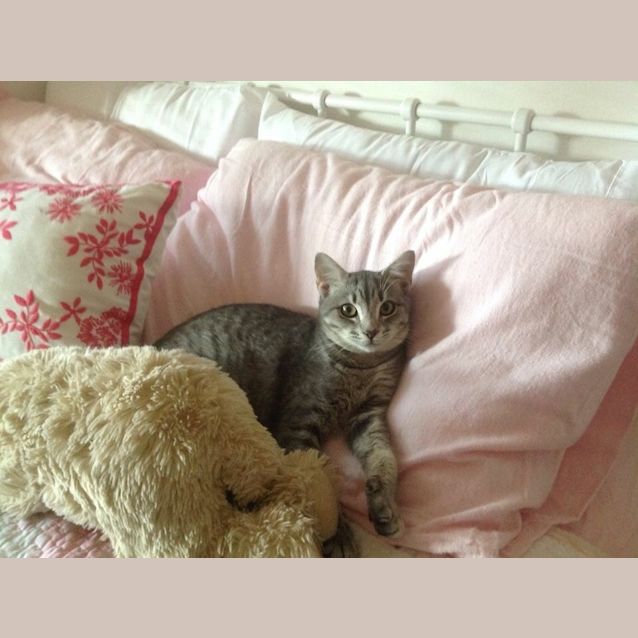 Photo of Zoe Spunky Kitten!