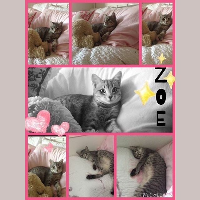 Photo of Zoe Spunky Kitten!
