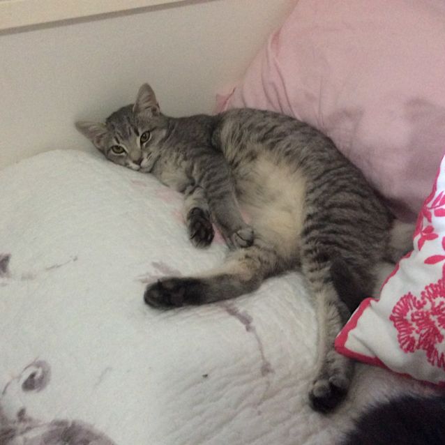 Photo of Zoe Spunky Kitten!