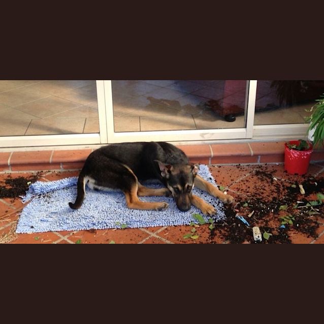 Photo of Precious Penny