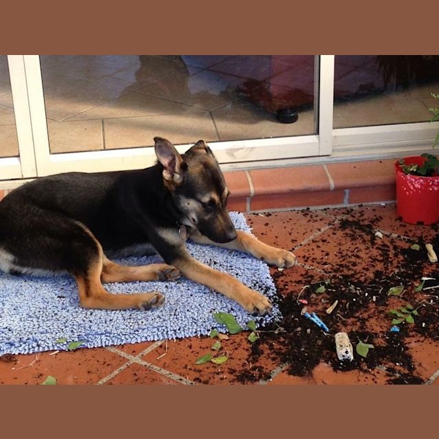 Photo of Precious Penny