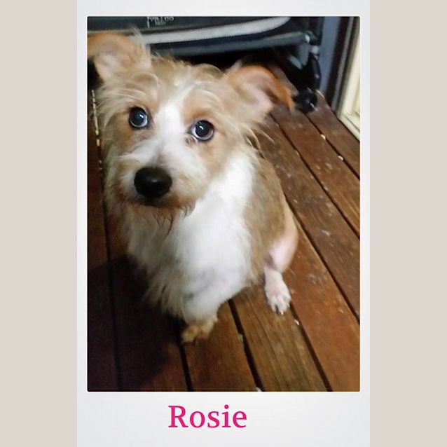 Photo of Rosie @ Squawks Pet Store Gosford Nsw