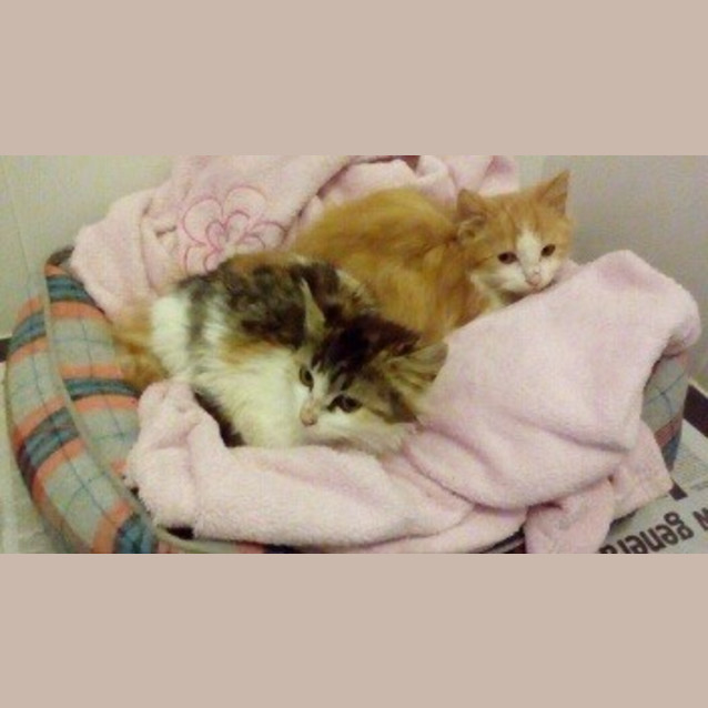 Photo of Lilo 
