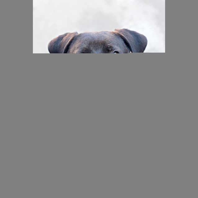 Photo of Smokey