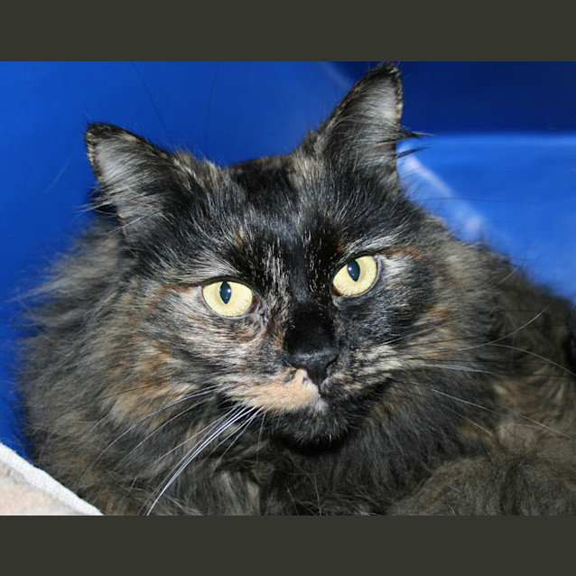 Photo of Fluffy