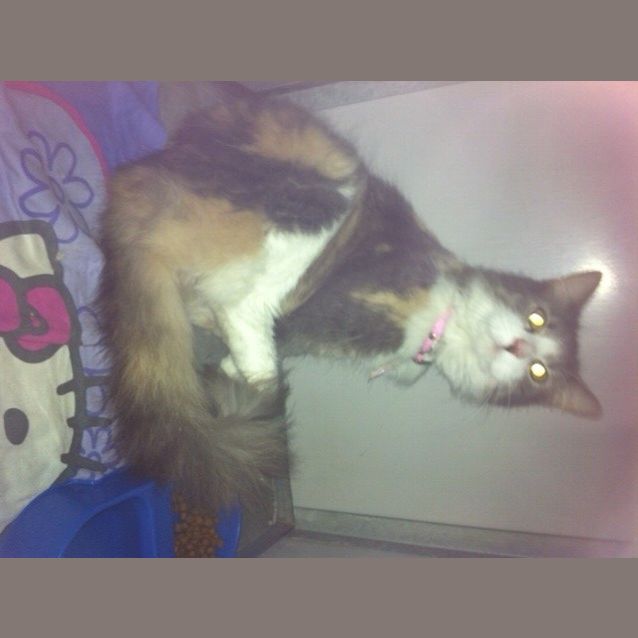 Photo of Juno