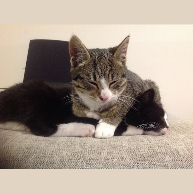 Photo of Smudge & Sphinx 
