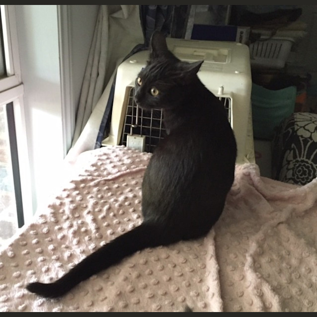 Photo of Willow