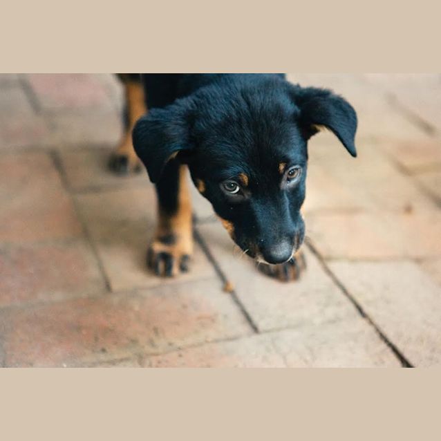 Photo of Poppy ~ Kelpie X Cattle ~ Pup (On Trial 10/8/15)
