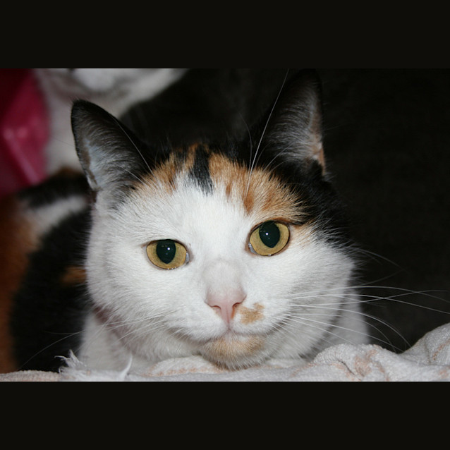 Photo of Annie