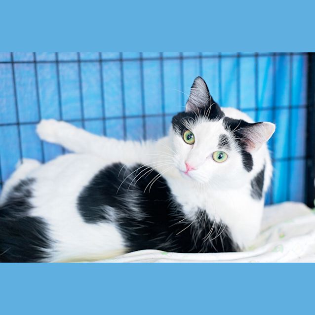 Photo of Snowy