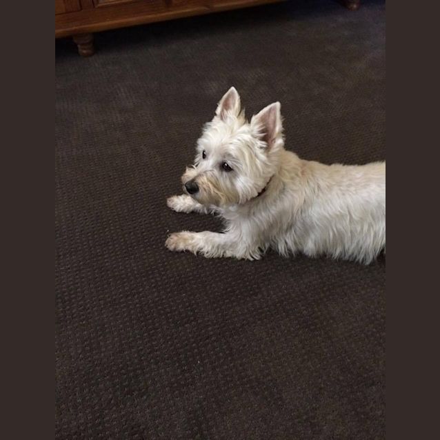 Photo of Applications Have Closed For Loving Lexie