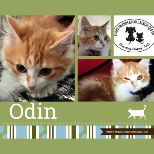 Photo of Odin