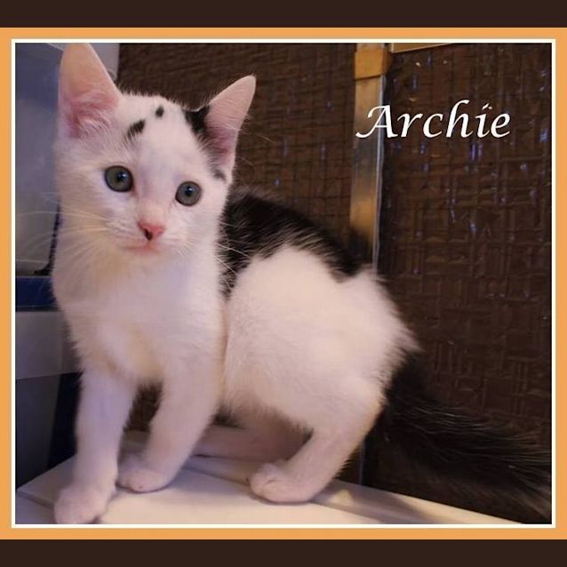Photo of Archie