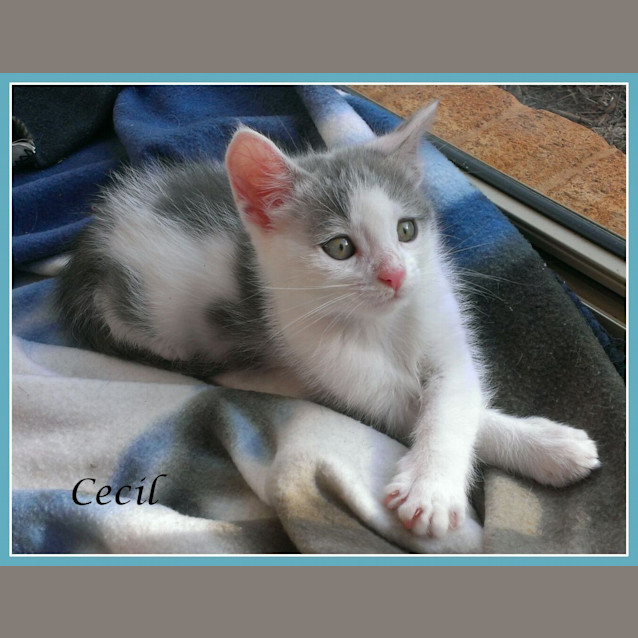 Photo of Cecil