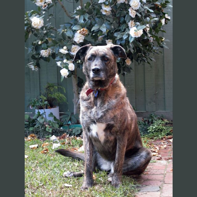 Photo of Millie   Gorgeous Big Girl 