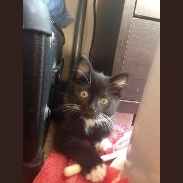 Photo of Amira
