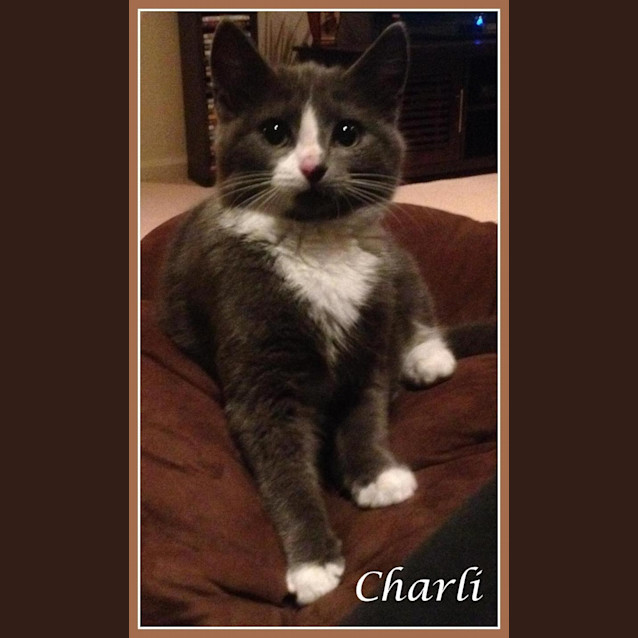 Photo of Charli