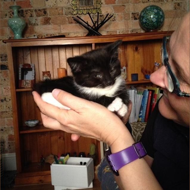 Photo of The Buzzfeed Kittens