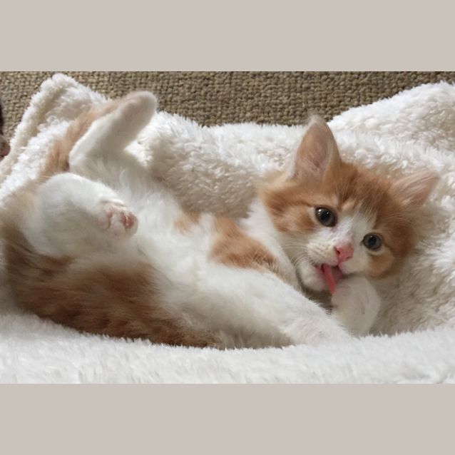 Photo of Alfie
