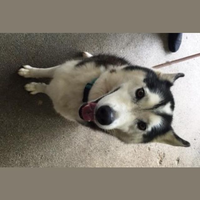 Photo of Shyah