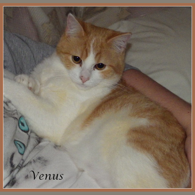 Photo of Venus