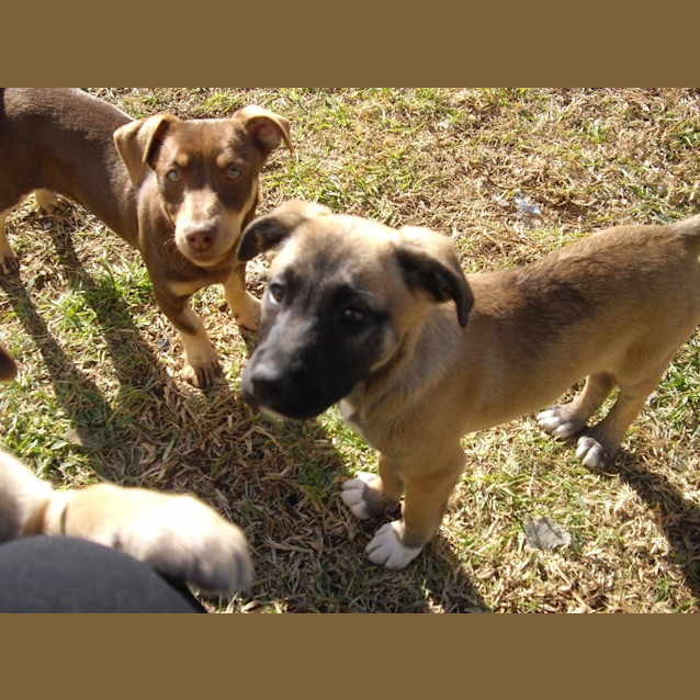 Photo of Lotus Blossum